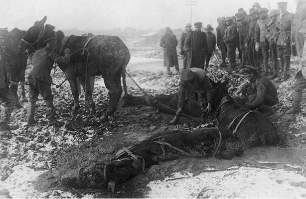 british-troops-attempt-to-rescue-mules-caught-and-trapped-in-a-sea-of-mud-pic-dm-954893028
